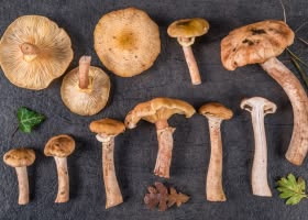 How to Prepare Honey Mushrooms Recipe