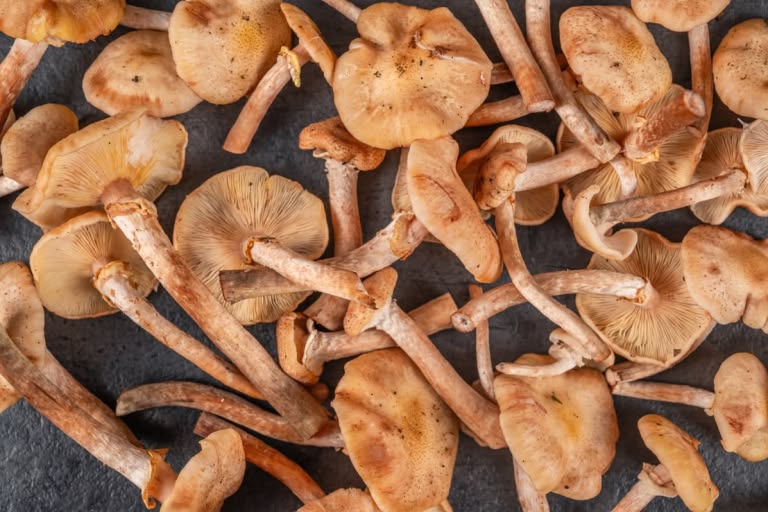 How to Prepare Honey Mushrooms: Step 1.