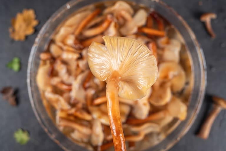 How to Prepare Honey Mushrooms: Step 5.