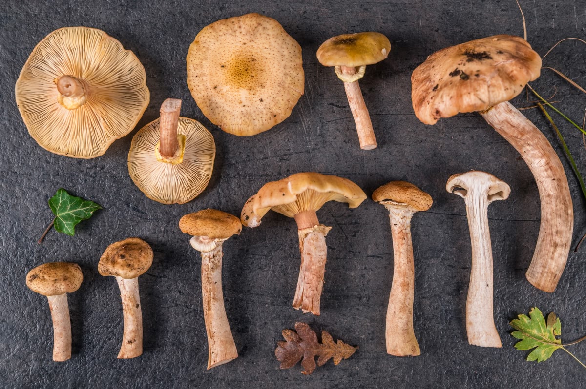How to Prepare Honey Mushrooms